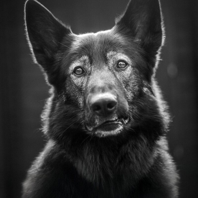 Koivu – Kontorshund &
stämningsansvarig